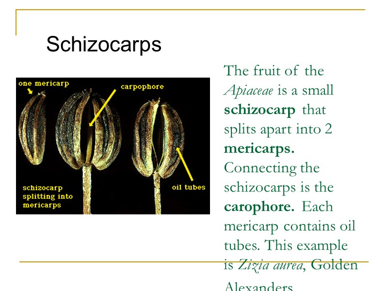 The fruit of the Apiaceae is a small schizocarp that splits apart into 2
